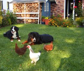 Hund und Huhn 1.jpg