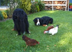 Hund und Huhn 2.jpg