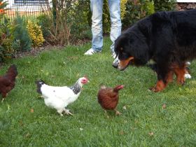 Hund und Huhn 3.jpg