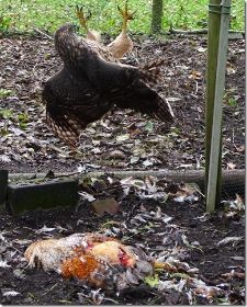 Falke mit huhn xx1.jpg