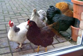 Hühner an Terrassentür 4.jpg