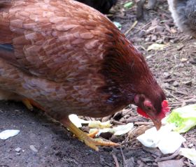 Trude mit Salat 1.jpg