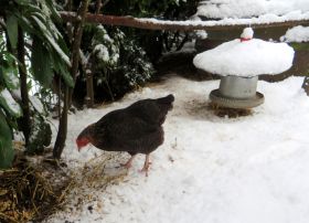 Josefine im Schnee.jpg