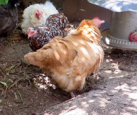 Hedwig schüttelt sich.jpg