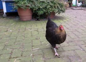 Josefine auf Terrasse.jpg