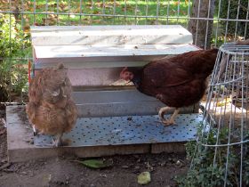 Margot und Alma am Futterautomaten.jpg