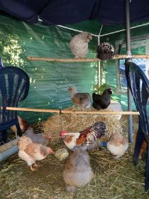 Hühner im Pestzelt 2.jpg