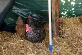 Hühner im Pestzelt 5.jpg