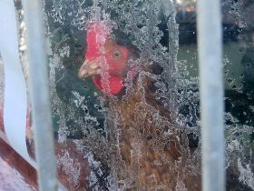 Sybille am Fenster 1.jpg