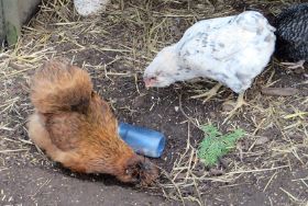 Lilli und Anna an der futterflasche.jpg