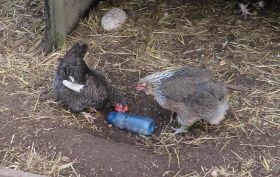 Roberta an der Futterflasche.jpg